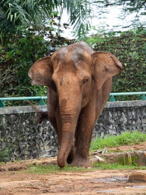 Çamur banyosu yaptıktan sonra hayvanat bahçesindeki fillerin resmi.