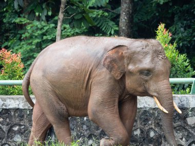 Çamur banyosu yaptıktan sonra hayvanat bahçesindeki fillerin resmi.