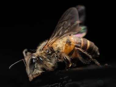Arının makro çekimi, dorsana, arı balı üreten