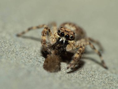 Küçük bir güve yiyen zıplayan örümceğin yakın çekimi