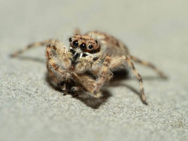 Küçük bir güve yiyen zıplayan örümceğin yakın çekimi