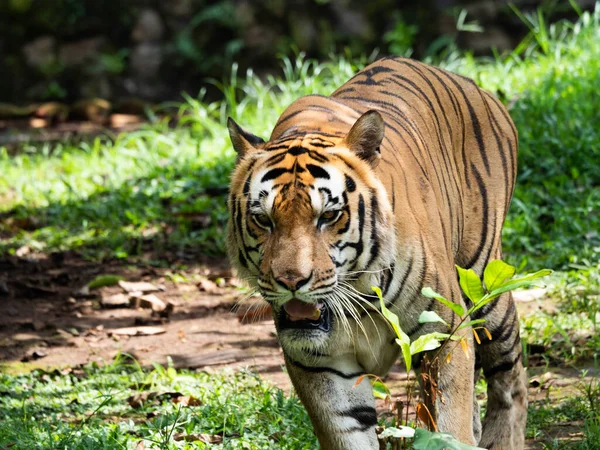 Bild Tiger Panthera Tigris Ett Utrotningshotat Djur — Stockfoto