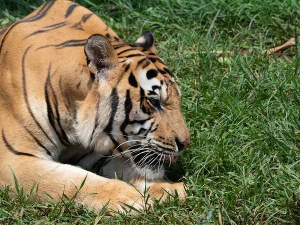 Foto Tigre Pantera Tigris Animal Peligro Extinción — Foto de Stock