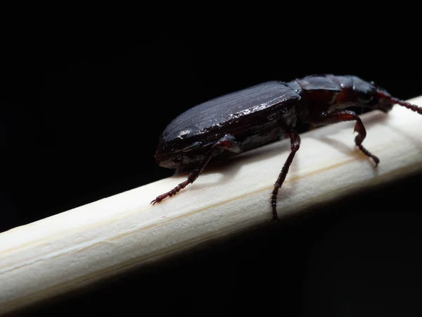 アマラ アウリカ Amara Aulica ハラリナ亜科のアマラ属の甲虫の一種である ヨーロッパ原産です — ストック写真