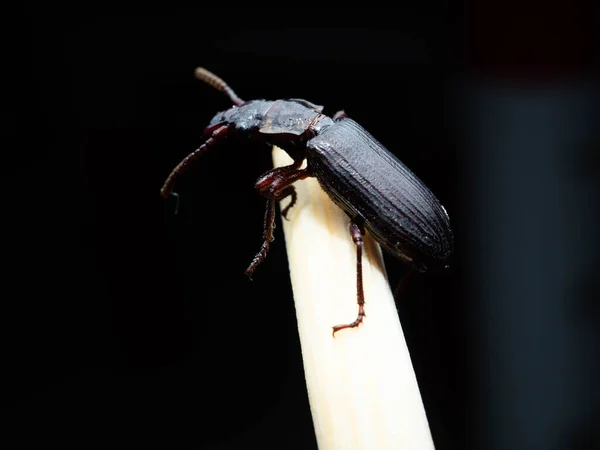 Amara Aulica Вид Жуків Роду Amara Підродині Harpalinae Зустрічається Європі — стокове фото