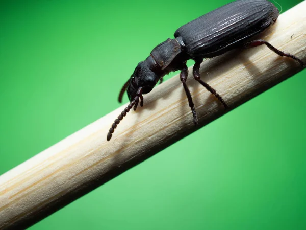 アマラ アウリカ Amara Aulica ハラリナ亜科のアマラ属の甲虫の一種である ヨーロッパ原産です — ストック写真