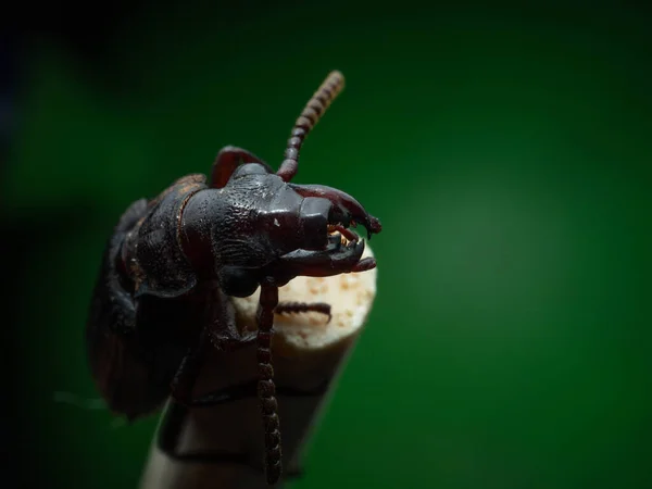 Amara Aulica Est Une Espèce Coléoptère Genre Amara Appartenant Sous — Photo