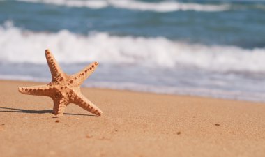 Kumsalda kumdaki denizyıldızı