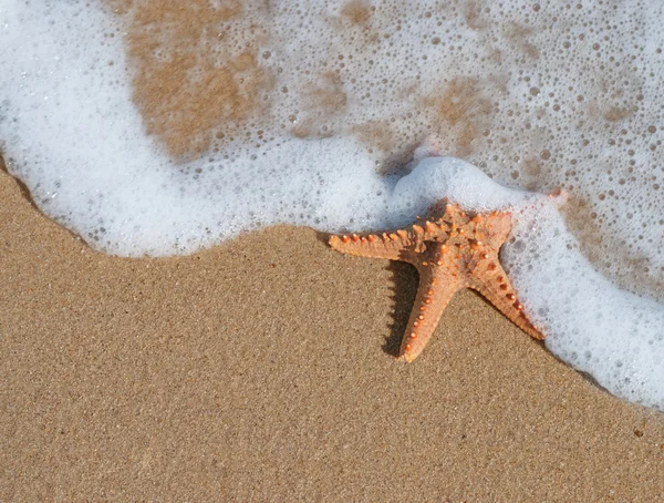 Starfish na areia na praia. — Fotografia de Stock