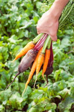 taze pancar ve havuç aldı.