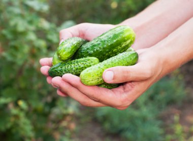 Salatalık ellerinde