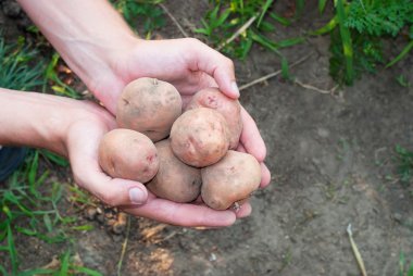 insan elinde taze patates