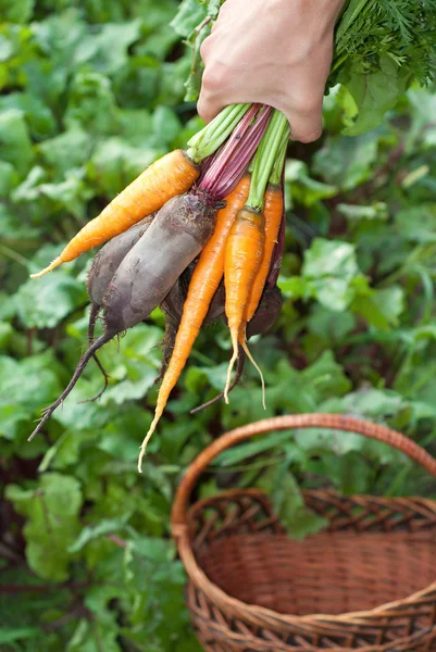 Betteraves et carottes fraîchement cueillies . — Photo