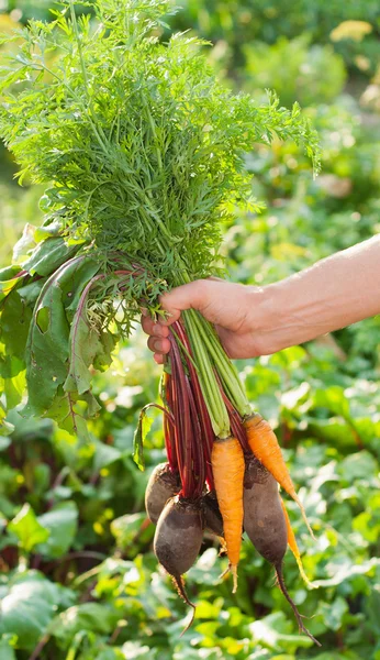 Barbabietola e Carote appena raccolte . — Foto Stock