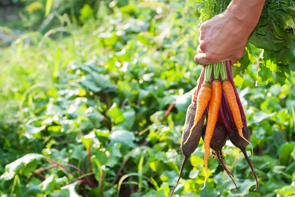 Свежесобранная свекла и морковь . — стоковое фото