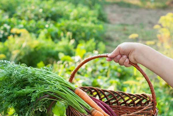 Freshly Picked Beetroot and Carrots. — Stock Photo, Image