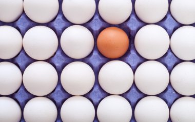 kutunun içine yumurta