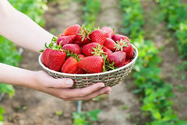 Strawberries. — Stock Photo, Image