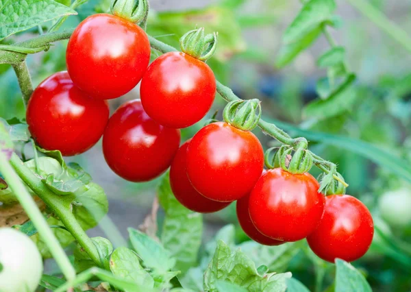 Tomatoes — Stock Photo, Image