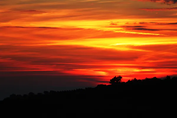 Albero contro la luce del sole su sfondo cielo al tramonto — Foto Stock