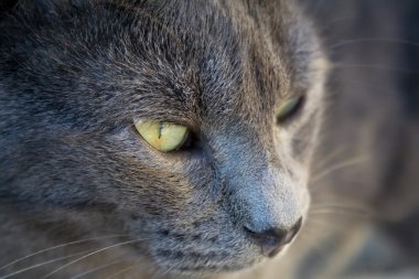 Kedi (yakın)