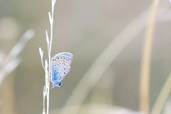 Butterfly on the little herb — Stock Photo, Image