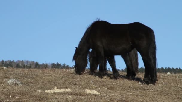 Wilde paarden grazen in de bergen — Stockvideo