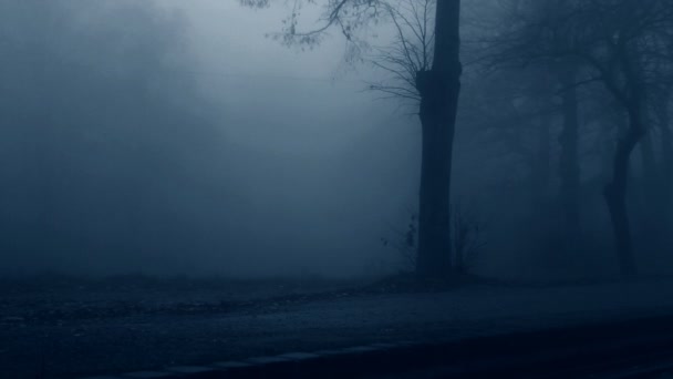 Silhouette féminine dans la forêt brumeuse — Video