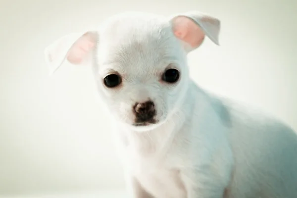 Chihuahua puppy — Stock Photo, Image