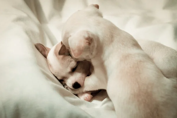 チワワ子犬 — ストック写真