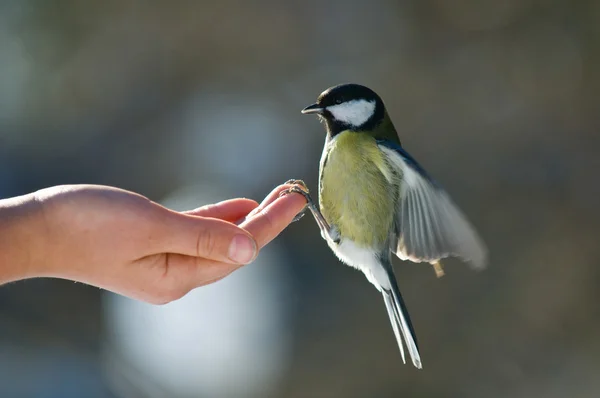 Alimentation des oiseaux Images De Stock Libres De Droits
