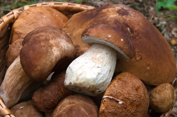 选择性蘑菇 — 图库照片