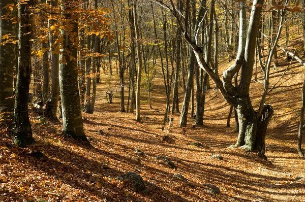 Hutan musim gugur — Stok Foto