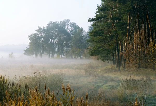 Podzimní ráno o woodside — Stock fotografie