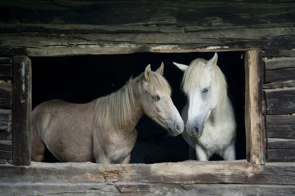 Cavalos na casa velha — Fotografia de Stock