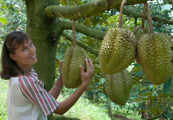 Durian plantasyon içinde — Stok fotoğraf