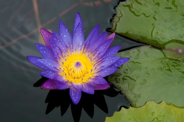 Lotus after rain