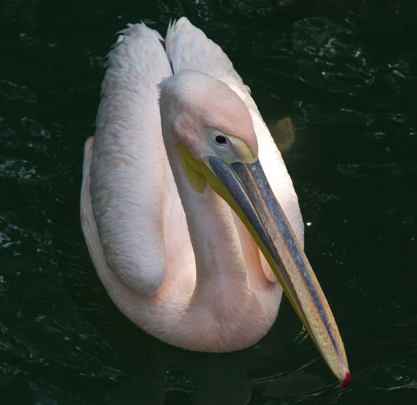 Pelican — Stock Photo, Image