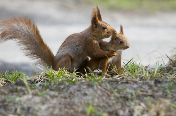 onun joey ile sincap