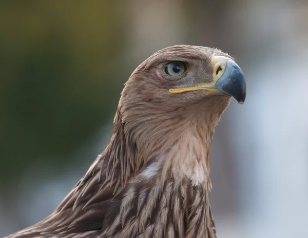 Tawny Eagle — Stock Photo, Image