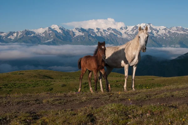 Two horses in the high mountains — Stock Photo, Image