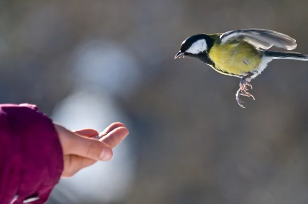 Sorge um Vogel — Stockfoto