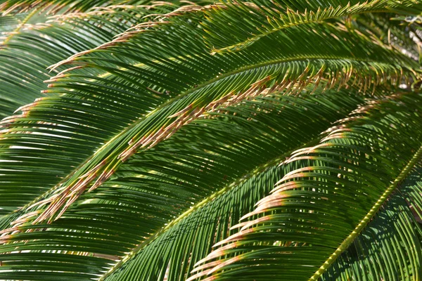 Palmiye yaprakları arka plan — Stok fotoğraf
