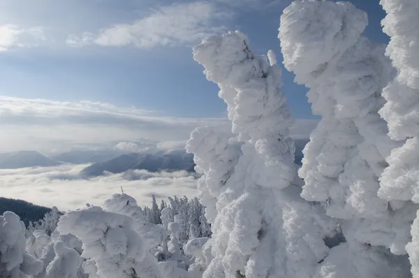 L'inverno fa miracoli — Foto Stock