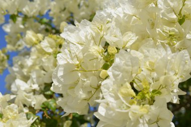 bir büyük birçok bougainvillea çiçek