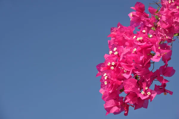 Flower decoration — Stock Photo, Image