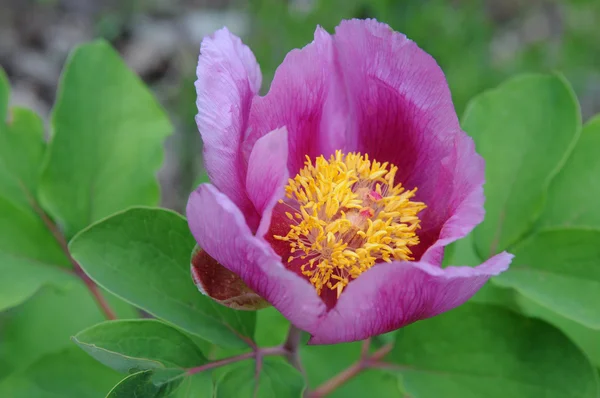 Peonía rosa — Foto de Stock