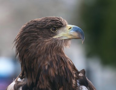 yasaklayan kartal