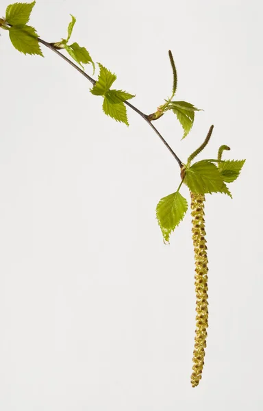 Vidoeiro com aglets — Fotografia de Stock