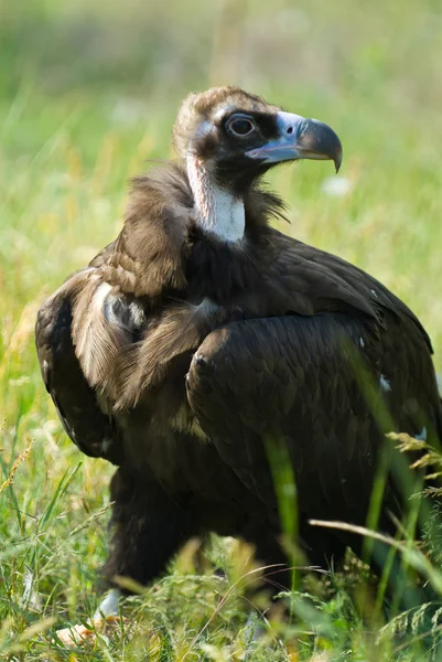 Avvoltoio — Foto Stock